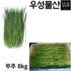 싱싱한 부추 8kg [신선야채 부추 대용량 업소용 식자재], 2개, 4kg
