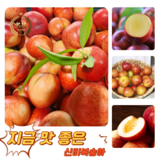 [굿피플] 꿀당도 신비복숭아 복숭아 제철신비복숭아, 1개, 신비복숭아 3kg 중과
