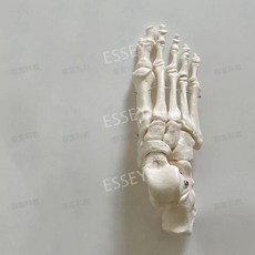 발목관절모형 족부 모형 교구 실습 인체모형 해부 병원 발 한의원, 다리 뼈 오른쪽