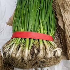 국산 흙쪽파 1키로 2키로 햇쪽파 우리 가족을 위한 건강한 식단, 1개, 1kg