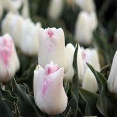 [큐가든] 튤립 구근 쿄쿄 타카하시 5개 트라이엄프 고급종 유럽직수입 튜울립 봄꽃 추식, 1세트