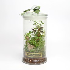 原生態NatureWorld植物生態瓶DIY材料包附教學影片 親子手作盆栽 室內綠植裝飾, 1個, 大款(10x22cm), 透明瓶身