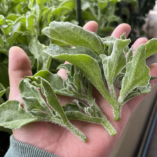 [무농약인증] 하우스재배 유러피안 샐러드 아이스플랜트, 1세트, 500g