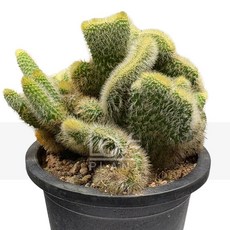 꽃사랑식물나라 여우꼬리철화(중품) 황금주 선인장 종류 다육이 화분 식물 키우기 플랜테리어, 1개