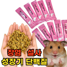 강아지 고양이 햄스터 설사 장염 유산균 단백질 밀웜 가루+인트라젠, 1세트, 밀웜가루 10g+인트라젠 3p