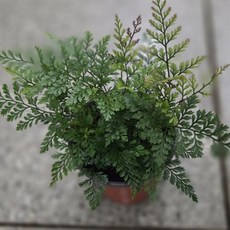 후마타고사리 소품 실내공기정화 건돌이, 2개, 기본