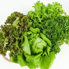 당일작업 모듬 쌈채소 유러피안샐러드 유럽 상추 채소야채 쌈채소 로메인 버터헤드 (3~5종 당일작업), 1개, 600g