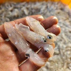 [한정특가] 당일조업 국내산 생물 호래기 횟감용, 1개, 생물 호래기 500g