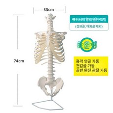 모형 해부학 흉곽 늑골 갈비뼈 상반신 뼈 흉추 신체, 1. 화이트 스탠다드, 1개