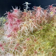 레드 생수태 물이끼 스패그넘모스 스페그넘모스 테라리움 비바리움 식충식물