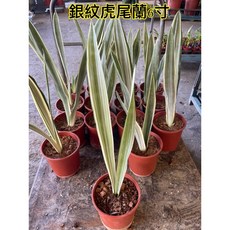 霏霏園藝銀紋虎尾蘭六吋盆栽 淨化空氣 美觀易照顧 居家辦公室綠植首選