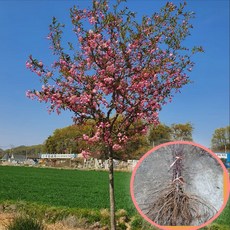 서부해당화 묘목 1년생 접목 상묘 수사해당화 에버그린농원, 1개, 서부해당화 상묘