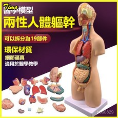 55公分兩性軀幹解剖模型，含19件可拆卸人體器官，附內臟模型，適合幼兒教學，醫學結構模型, 55CM兩性軀幹19件,均碼, 1個