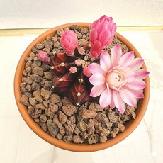 꽃피는 적목단 산아래 다육이 선인장 리톱스 선물 농장 원예 희귀식물 화분 다육식물 풀멍