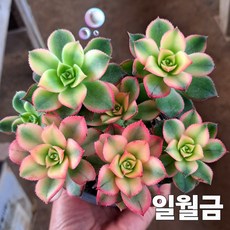 꽃보다 예쁜 다육식물 8종, 6번[일월금]