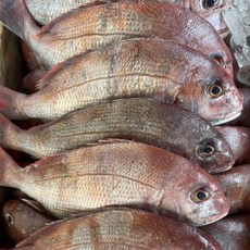 국내산 생물 참돔 구이 조림 찜 1.5kg 5미, 1개, 1.5kg 내외 (5미)