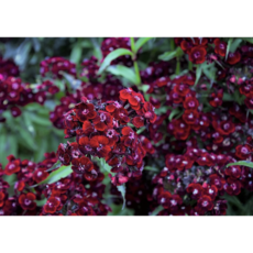 [그리닛]사계 흑심 패랭이꽃 정원포인트 노지월동, 1개