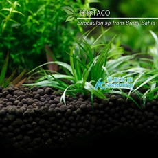 AC草影 迷你Taco Eriocaulon sp from Brazil Bahia 水草 前景草 榖精草, 1個