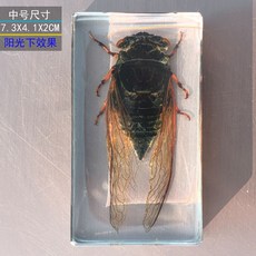 사슴벌레 장식 표본 관찰 곤충 과학 액자 교육용 박제, 독립적 인, 중형 매미