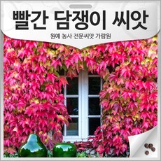 빨간 담쟁이 씨앗 담쟁이 덩굴 종자 빨강 담쟁이씨 넝쿨 30알, 1개