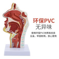 비강 코 해부학 모델 호흡기 의료교육 인체모형 목 인후 후두, 식별숫자없음