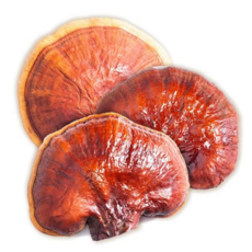 프리미엄 영지 버섯 1kg 건조 국산 영지 버섯 자연산 건강