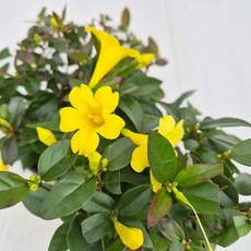 아비가든 개나리 자스민 소형 1+1+받침 향기나는꽃 겨울자스민(1월꽃많음) 야생화, 2개, 노랑꽃