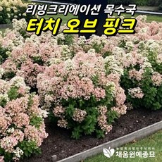 리빙크리에이션 터치오브핑크 목수국 6치포트묘, 1개, 6치포트