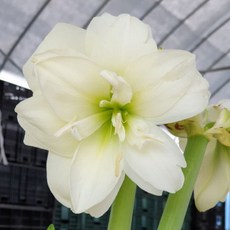 [나은식물원]6.[아마릴리스]알프레스코-1구