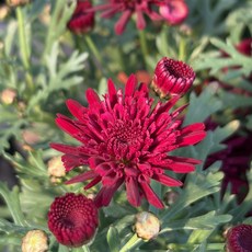 어제봤던식물 목마가렛 루비퀸 지금만 1+1, 루비퀸 1+1 세트, 1개