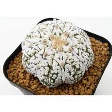 스타스노우화살표투구 실생 동일품-260315 아프리카식물 코덱스 멸종위기 희귀선인장