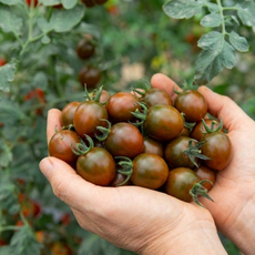 흑대추방울토마토, 1박스, 2kg