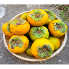 [한정수량] 초특가 단감 못난이 달달한 감, 1개, 10kg (혼합과)