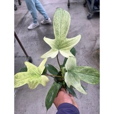 霏霏園藝幽靈蔓綠絨 特價一棵