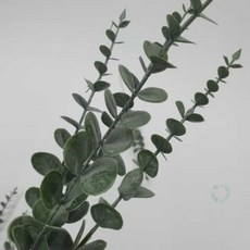 고매한 유칼립투스 조화 조화가지