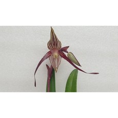 [신라난농원]Paph.Profiler.파피오페딜럼 프로 파일러(로스차이디아늄+필리핀넨스)브라운색 줄무늬.아주예쁨.고급종.인기상품 재입고.필독뒷사진참고, 1개