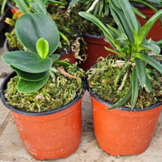 안녕두구동 풍란 4개 키우기쉬운식물 난초