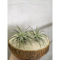 空氣鳳梨 華美露拉 小精靈 植栽 免土栽培 淨化空氣 美化環境, 1個