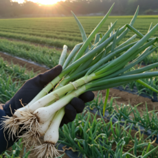 [초특가할인] 국내산 대파 흙대파 업소용 대용량, 1개, 10kg