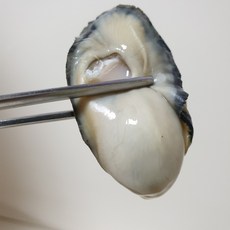 통영 생굴 프리미엄급 산지직송, 1개, 2kg