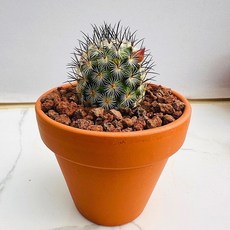 다육이 백두 선인장 모종 공기정화 키우기 쉬운 토분 화분 포함, 1개, 럭셔리