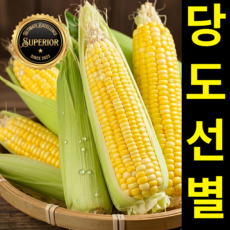 [26년첫수확] 당도선별 국내산 초당옥수수 산지직송, 1세트, 중품 5개