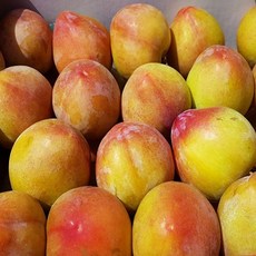 자두나무묘목 대왕 자두나무, 1개, (대왕자두2년생상묘)