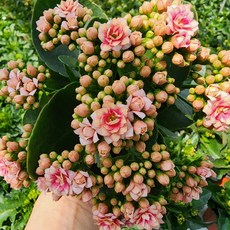 [무지개꽃/ 색상선택17종] 칼란디바 (카랑코에 겹꽃), 10. 분홍 투톤 (위버), 1개