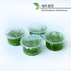 AC草影 水生植物 組培水草, 1個, 袖珍皇冠（組培盒裝）