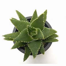 개인업무공간 용산 선인장 18cm 미니화분 독특한성모양 수형 실내공기정화 데스크테리어 반려식물 2개