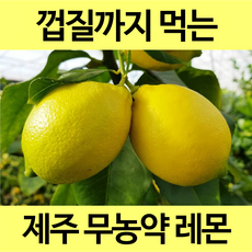 [통째로 레몬] 제주 친환경 무농약 유기농 레몬 3kg 5kg 껍질까지 통째로 먹는 레몬, 1박스, 무농약 1.5kg