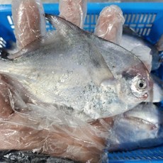 [한정세일] 국산 횟감 급냉 병어 구이용 조림용, 1개, 급냉 횟감 병어 2kg (16~30미)