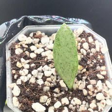 호야 말리 실버 동일품배송