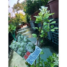 霏霏園藝 流蘇250 有花 - 精緻居家裝飾 輕鬆營造自然清新氛圍